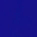 Blue Anemone