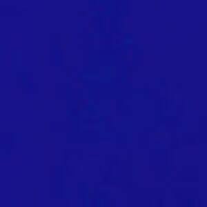 Blue Anemone