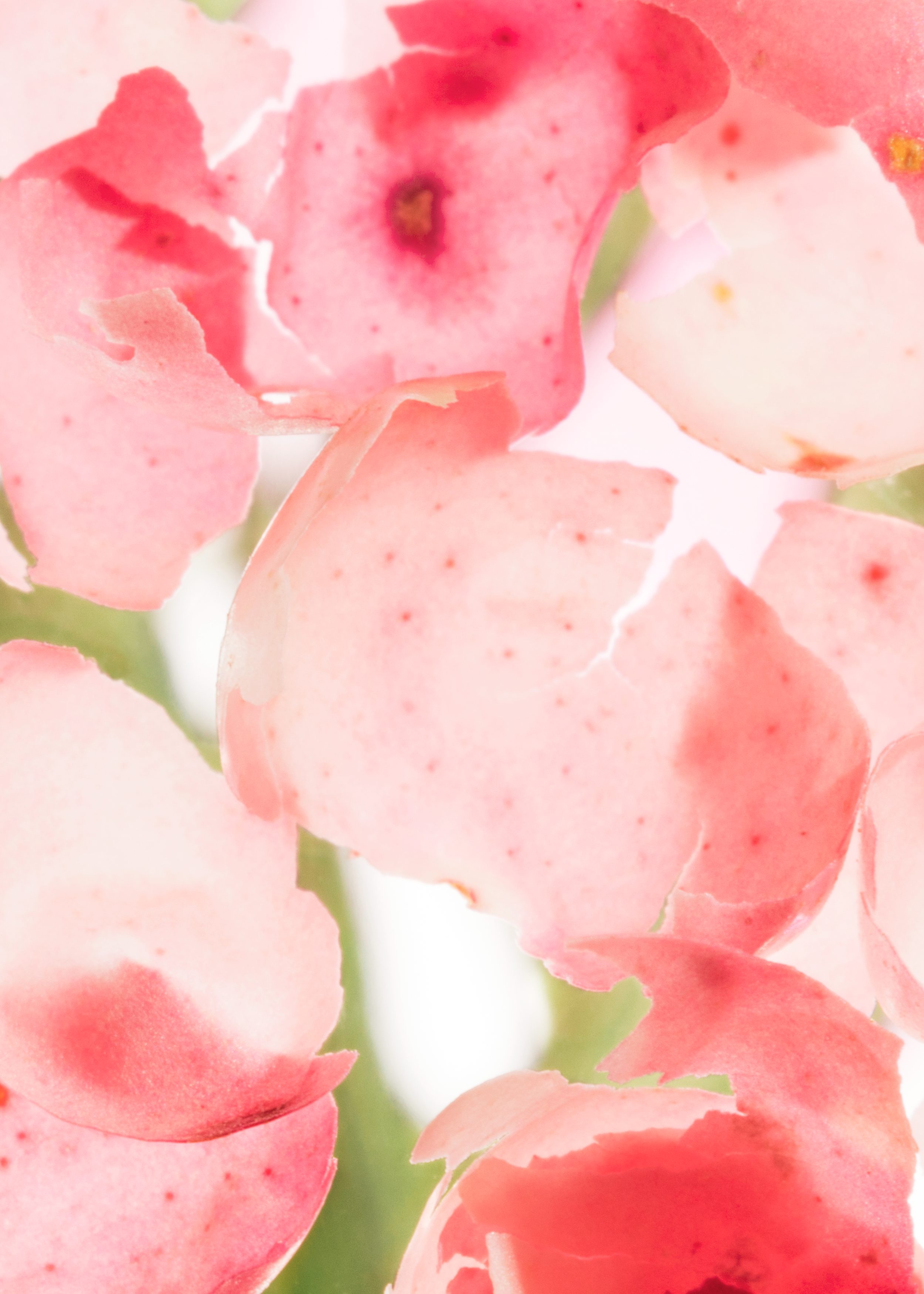 Image of Body Lotion
