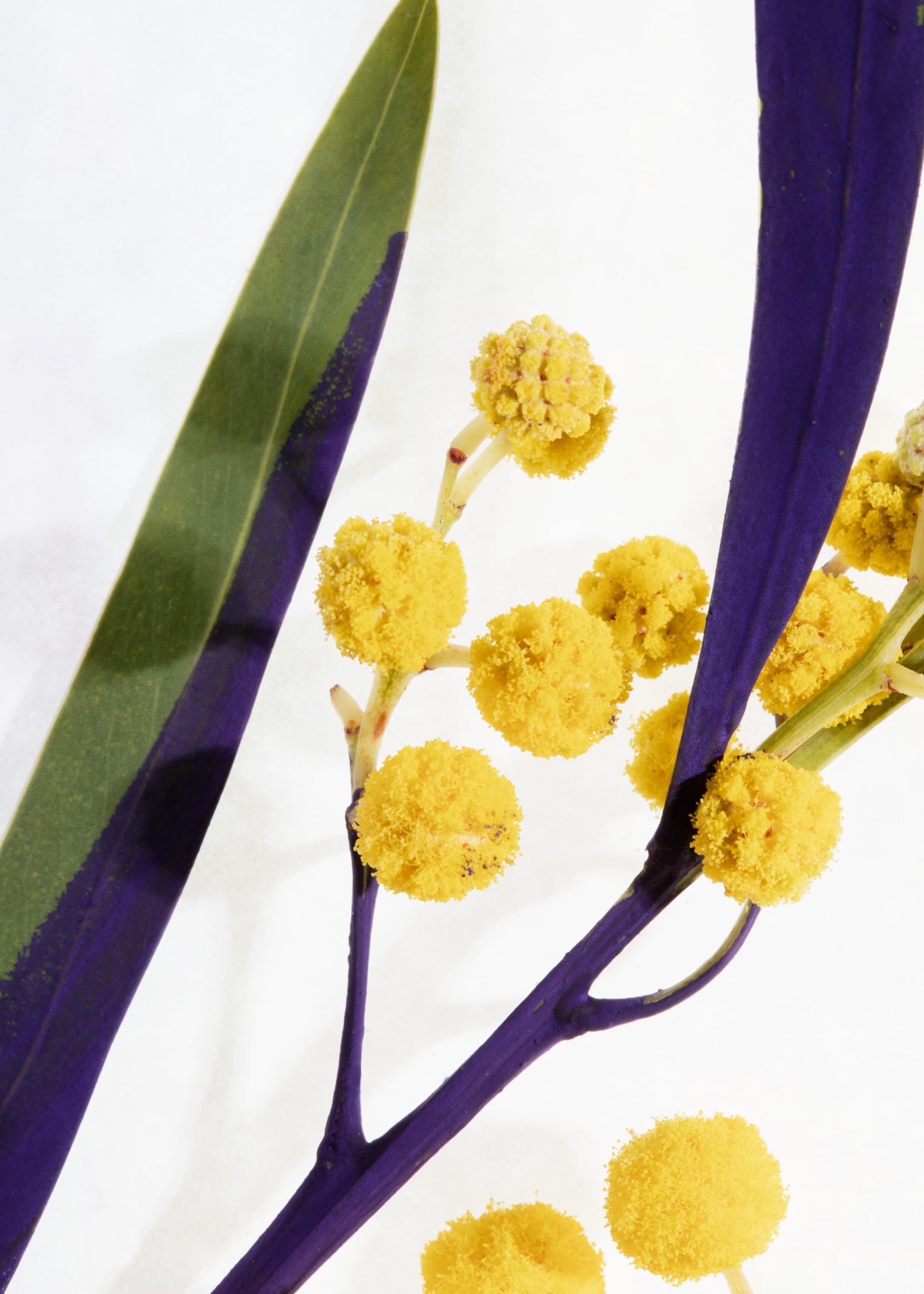 הצגת תמונה גדולה יותר: סקראב לגוף - Fleur de Mimosa - Beauty all | H&M IL 1