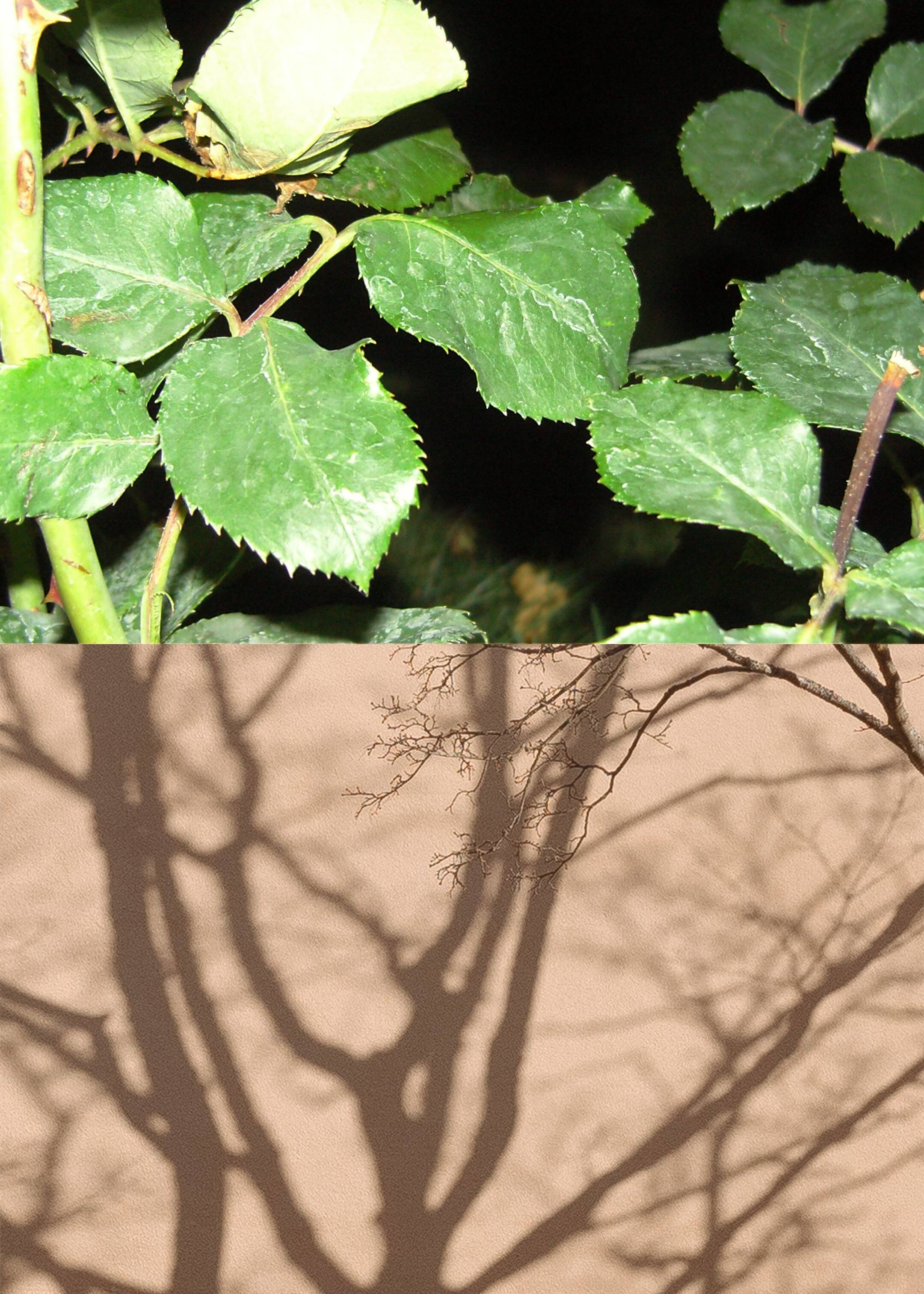 Agrandir l'image: Collection eau de toilette - The Lost Chapter - Beauty all | H&M BE 1