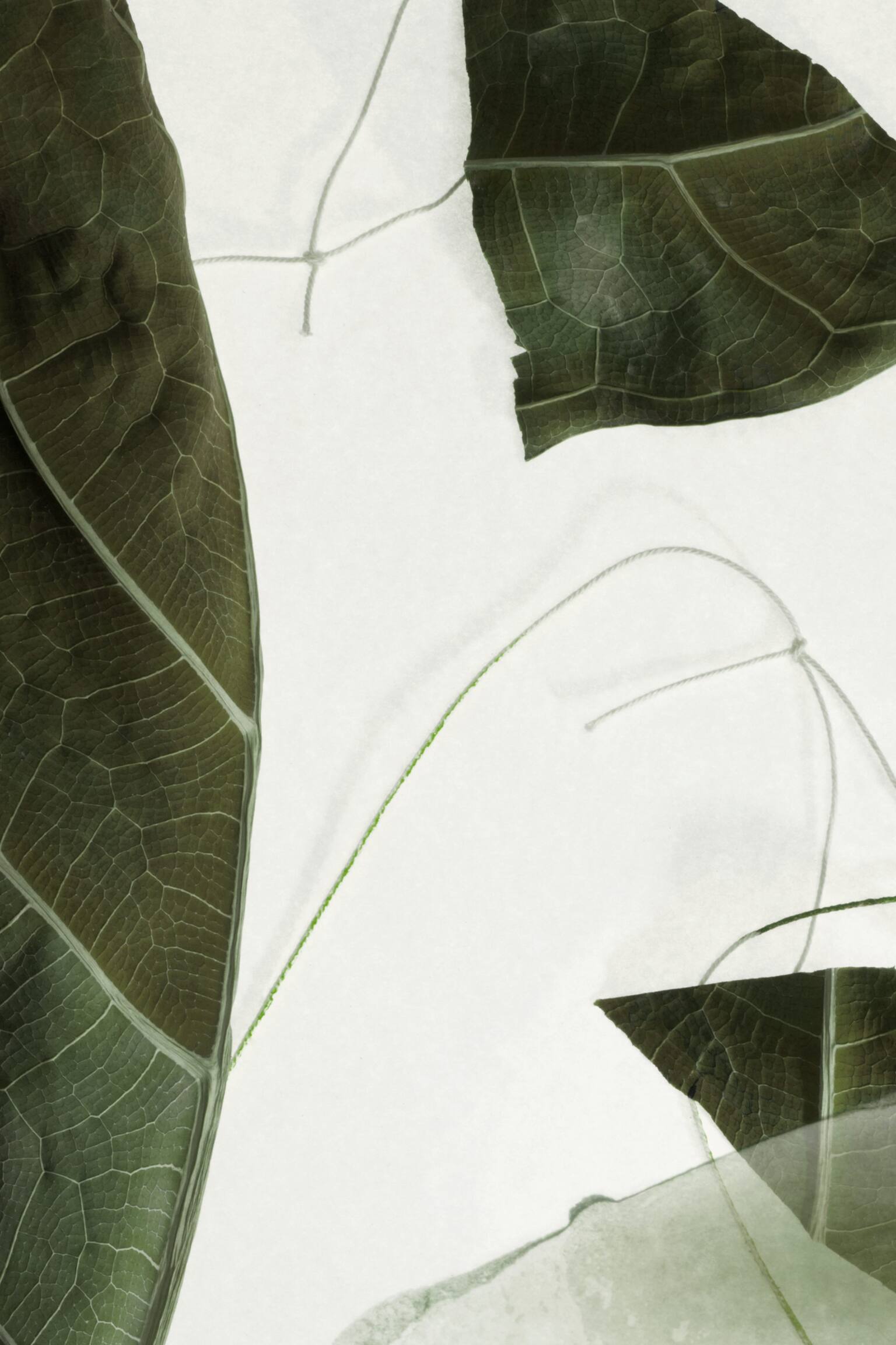 Handkräm - Arabesque Wood - 2