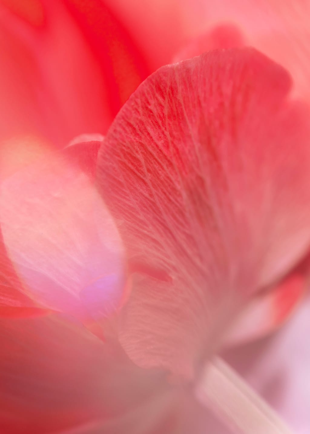 Red flower